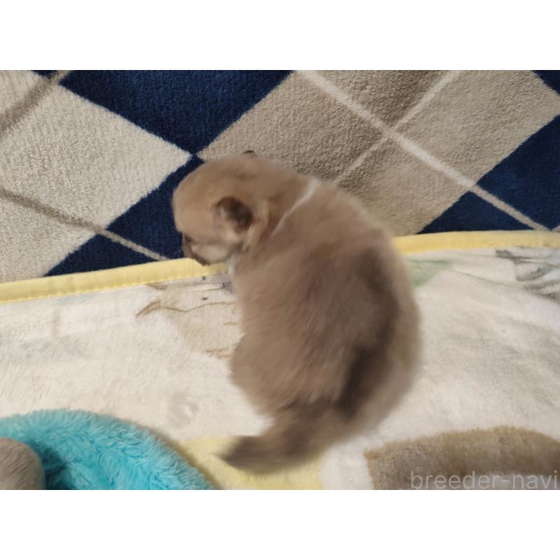 販売中の岡山県のポメラニアン-447339の3枚目