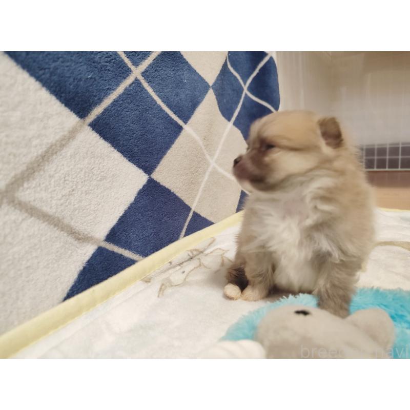 販売中の岡山県のポメラニアン-447339の2枚目