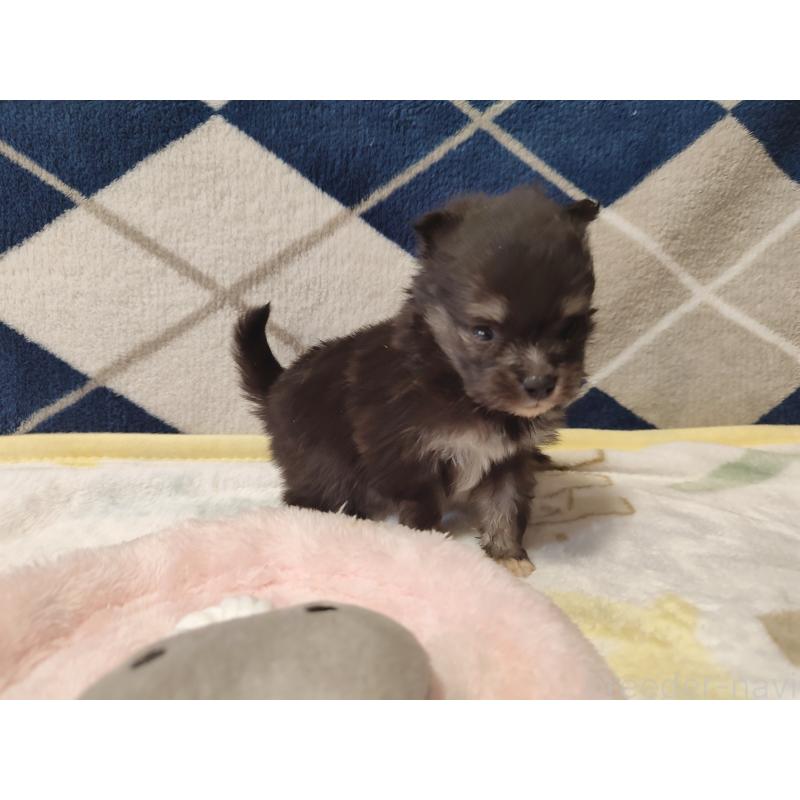 販売中の岡山県のポメラニアン-447342の5枚目
