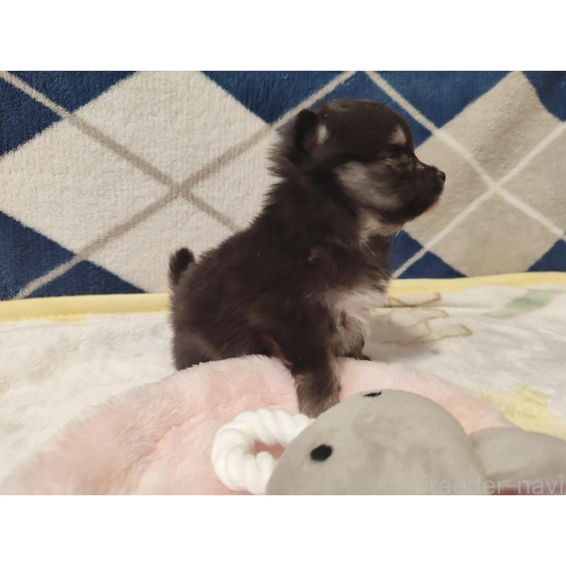 販売中の岡山県のポメラニアン-447342の4枚目