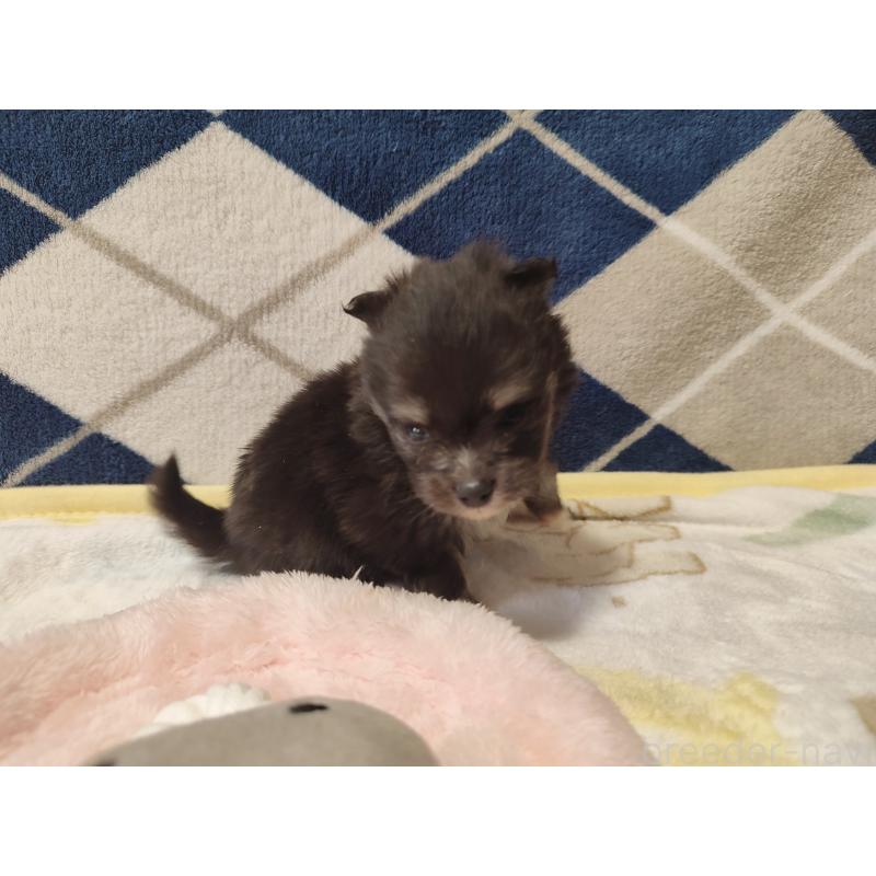 販売中の岡山県のポメラニアン-447342の3枚目