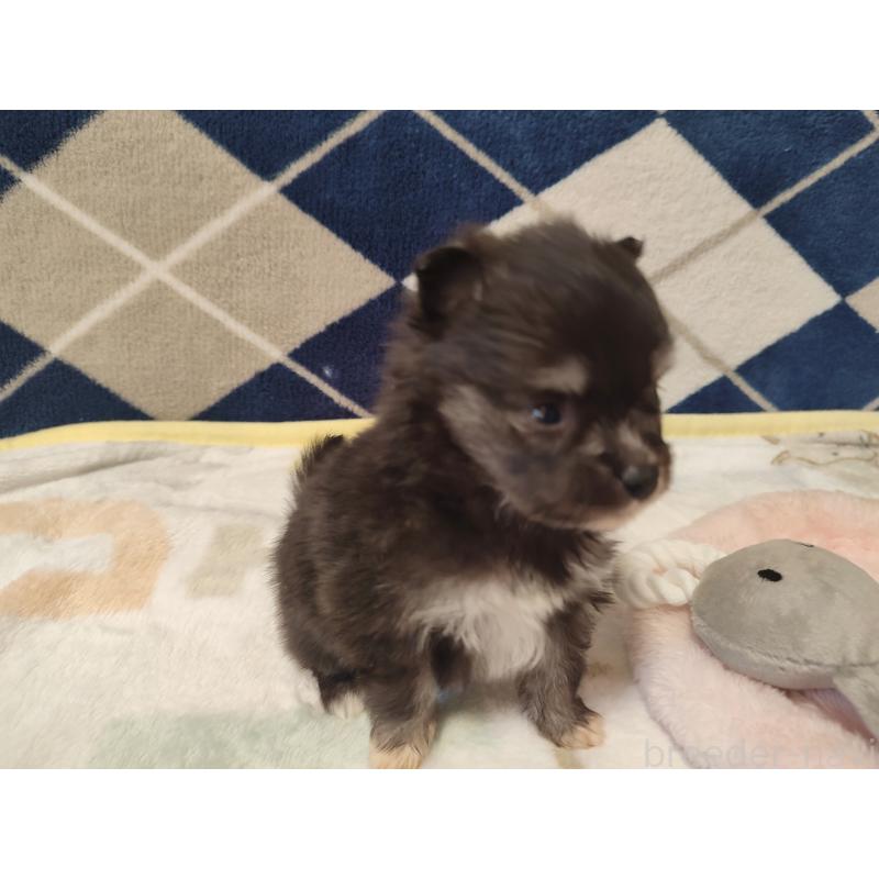 販売中の岡山県のポメラニアン-447342の2枚目