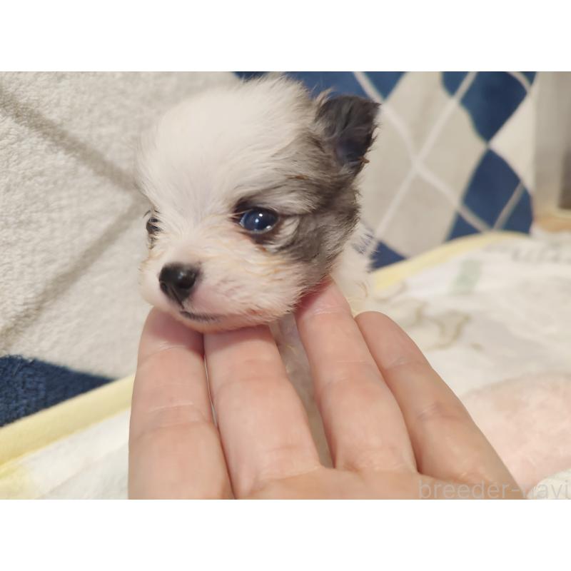 販売中の岡山県のポメラニアン-447343の3枚目