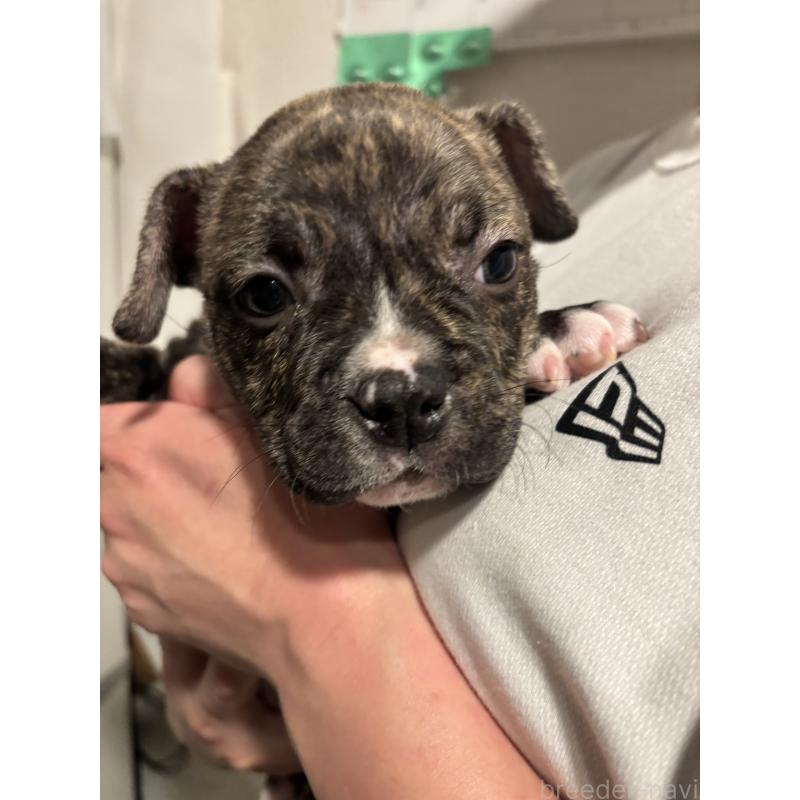 販売中の大阪府のエキゾチックブリー-447346の4枚目