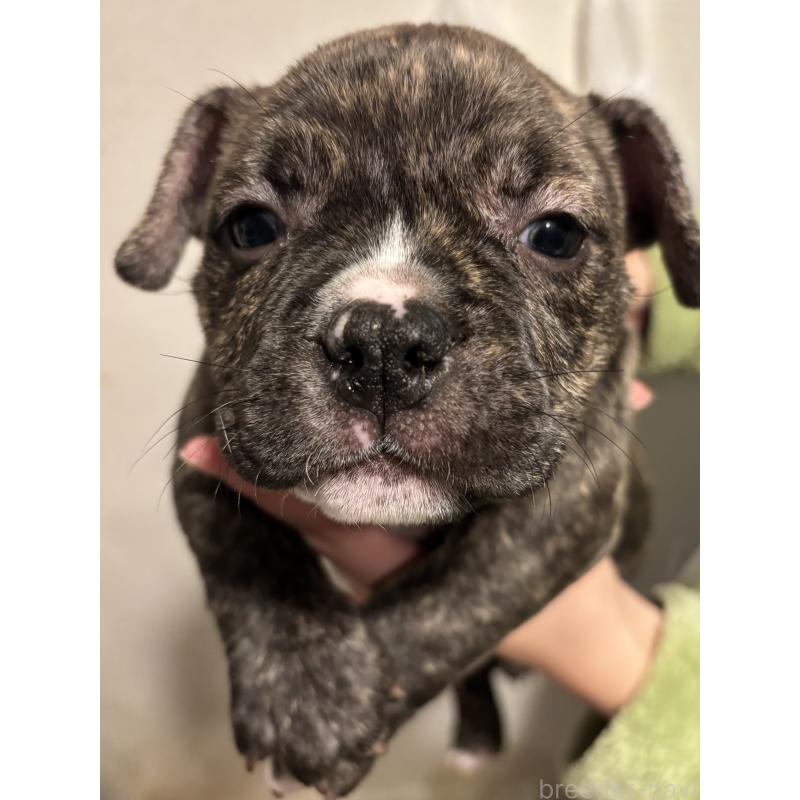 販売中の大阪府のエキゾチックブリー-447346の3枚目