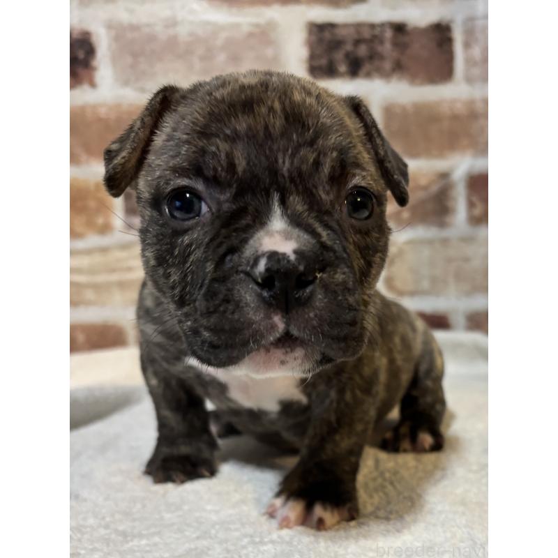 販売中の大阪府のエキゾチックブリー-447346の1枚目