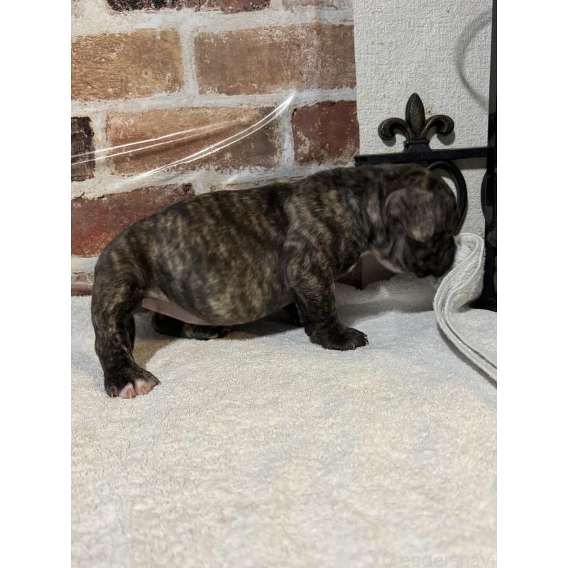 販売中の大阪府のエキゾチックブリー-447346の2枚目