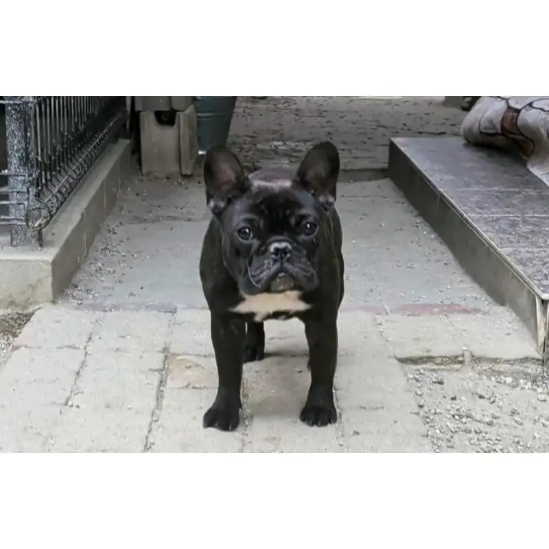 販売中の愛知県のフレンチブルドッグ-447129