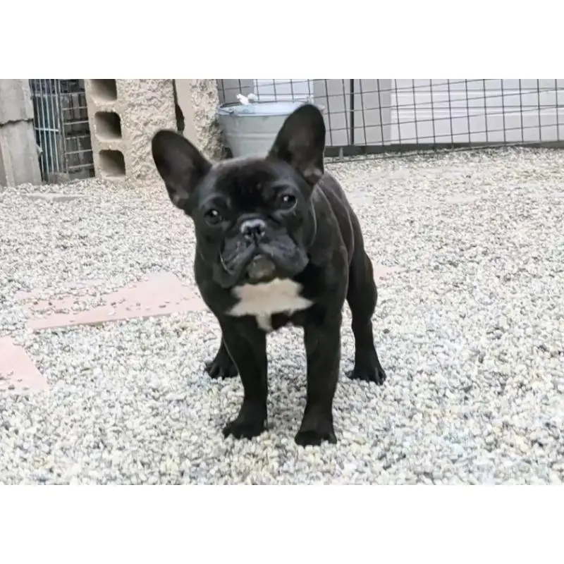 販売中の愛知県のフレンチブルドッグ-447129の5枚目