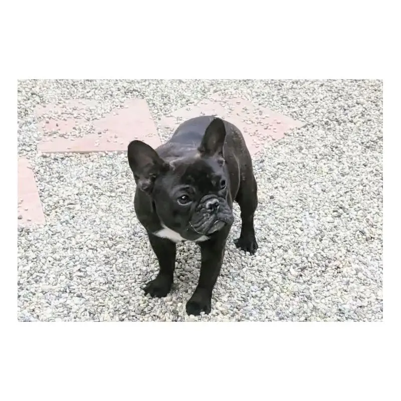 販売中の愛知県のフレンチブルドッグ-447129の4枚目
