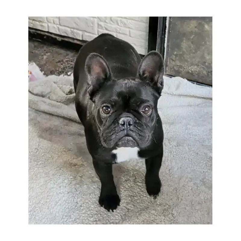 販売中の愛知県のフレンチブルドッグ-447129の2枚目
