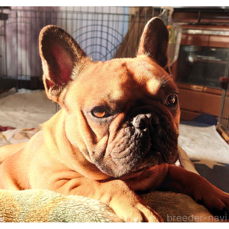 販売中の愛知県のフレンチブルドッグ-447130の5枚目