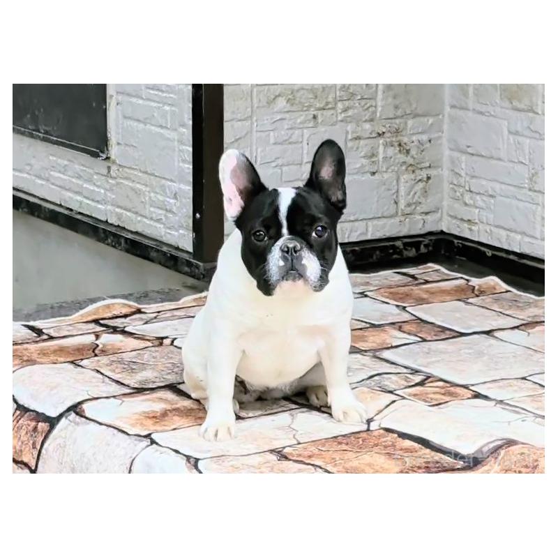 販売中の愛知県のフレンチブルドッグ-447130