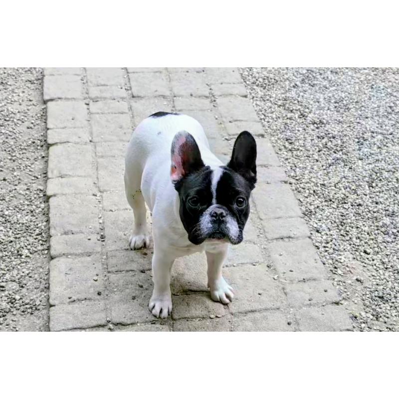 販売中の愛知県のフレンチブルドッグ-447130の2枚目
