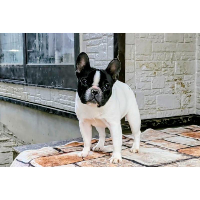 販売中の愛知県のフレンチブルドッグ-447131の1枚目