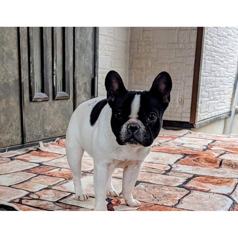 販売中の愛知県のフレンチブルドッグ-447131の4枚目