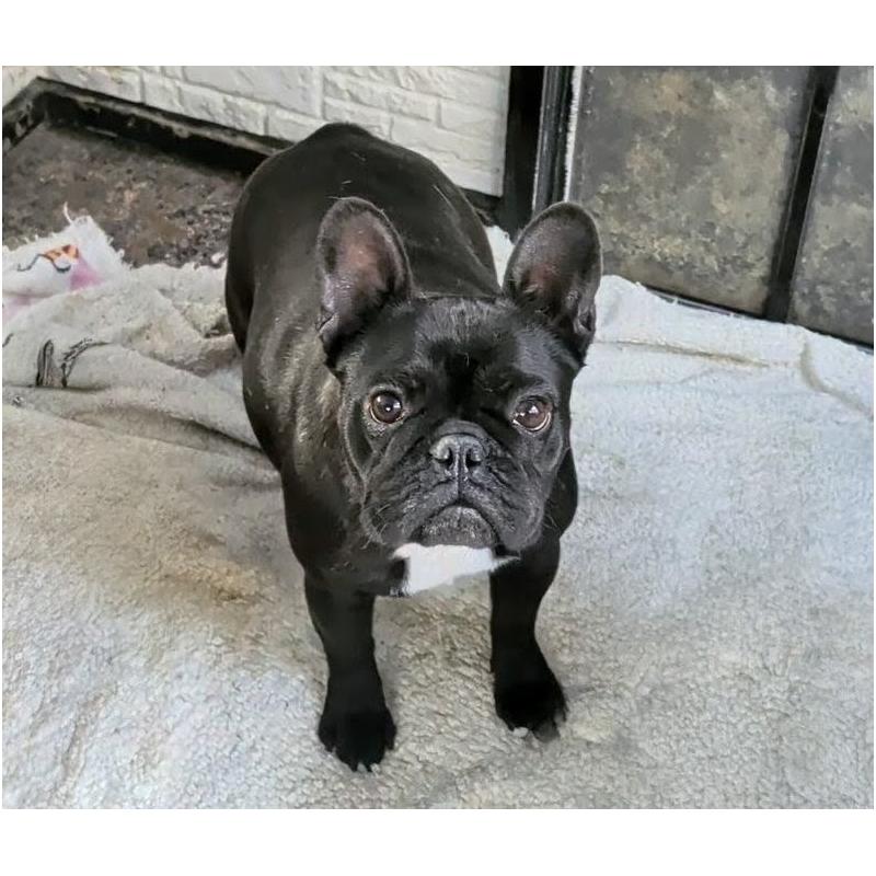 販売中の愛知県のフレンチブルドッグ-447131の2枚目