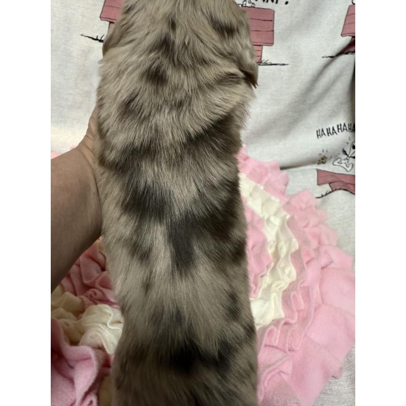 販売中の福岡県のミニチュアダックスフンド(ロングヘアード)-447132の4枚目