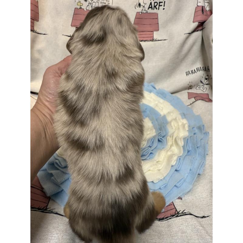 販売中の福岡県のミニチュアダックスフンド(ロングヘアード)-447133の3枚目