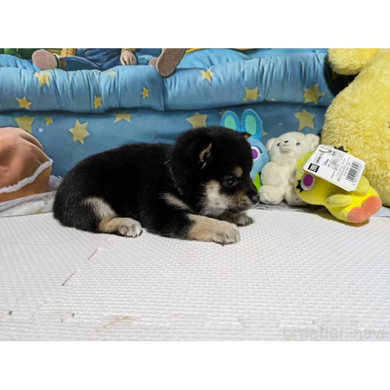 販売中の岡山県の豆柴-447136の4枚目