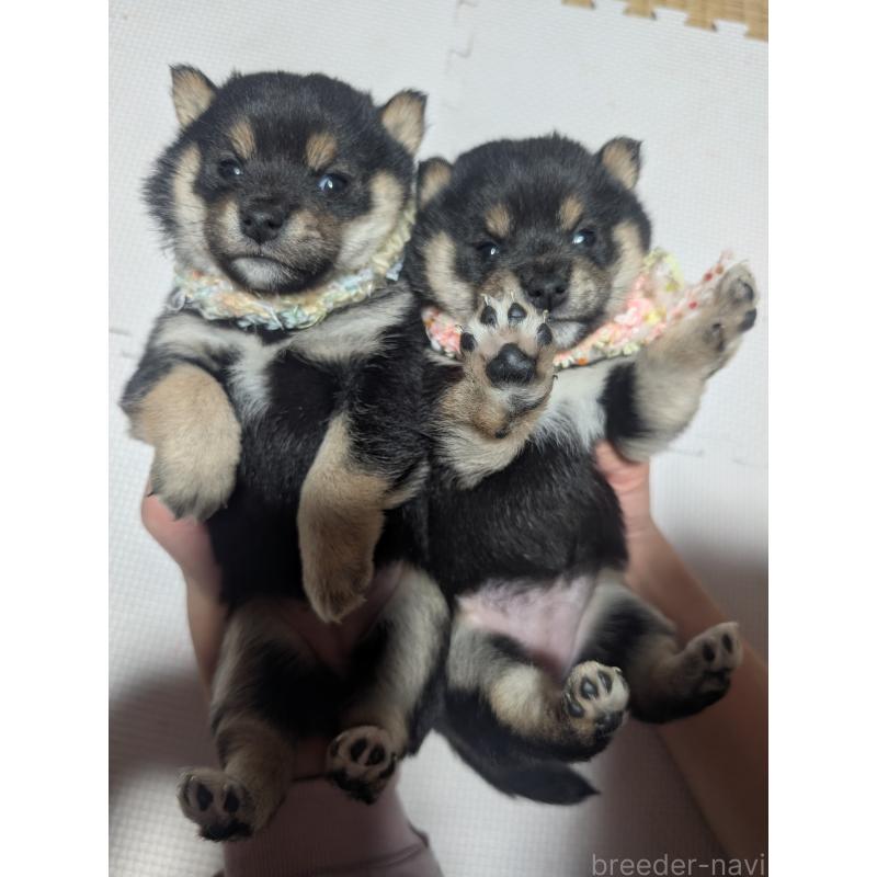 販売中の岡山県の豆柴-447136の3枚目