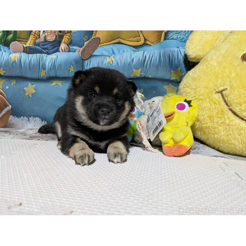 販売中の岡山県の豆柴-447136の2枚目