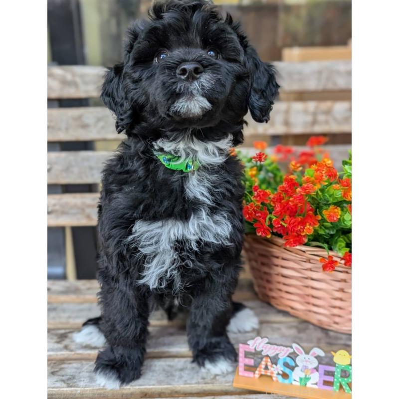 販売中の東京都のポーチュギーズウォータードッグ-437305の3枚目