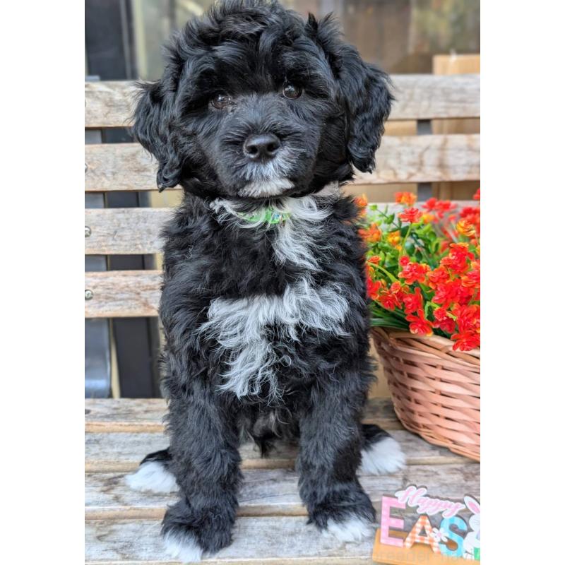 販売中の東京都のポーチュギーズウォータードッグ-437305の2枚目