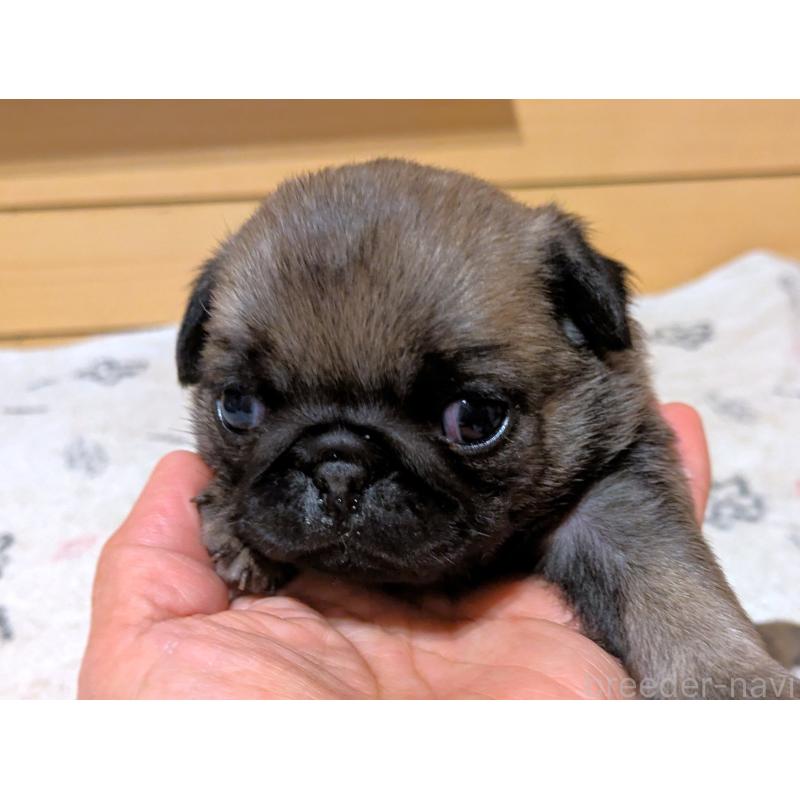 販売中の茨城県のパグ-447137の6枚目