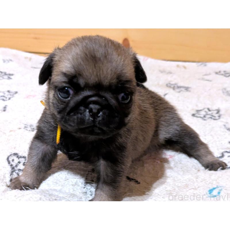 販売中の茨城県のパグ-447137の5枚目