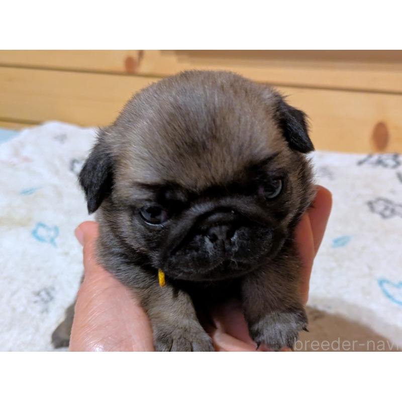 販売中の茨城県のパグ-447137の3枚目