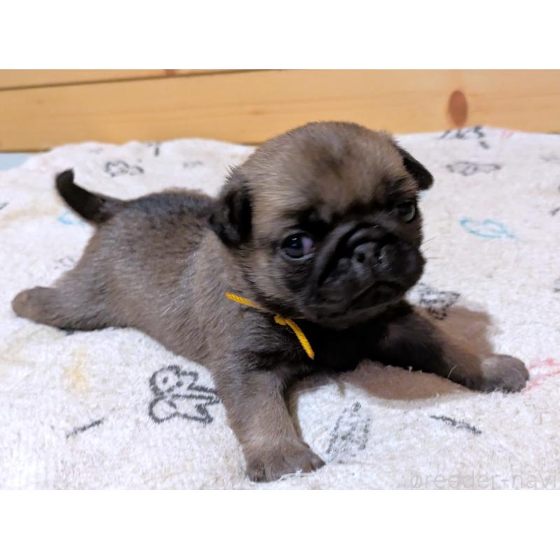 販売中の茨城県のパグ-447137の2枚目