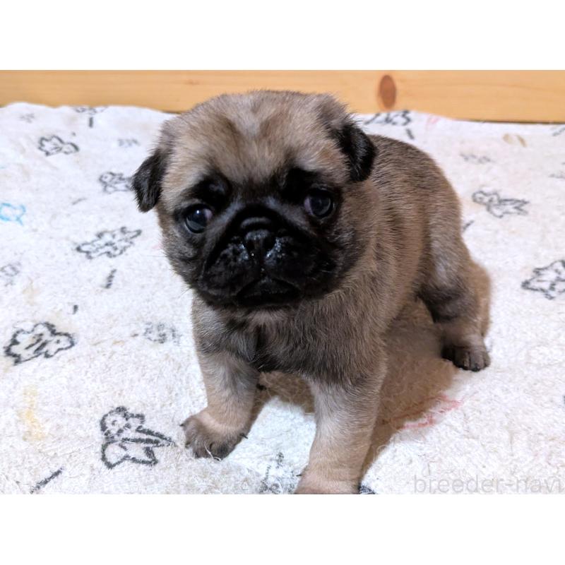 販売中の茨城県のパグ-447138の6枚目