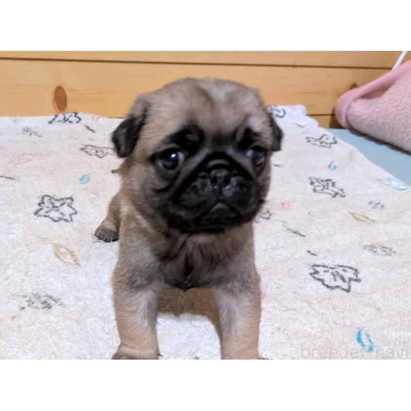 販売中の茨城県のパグ-447138の5枚目