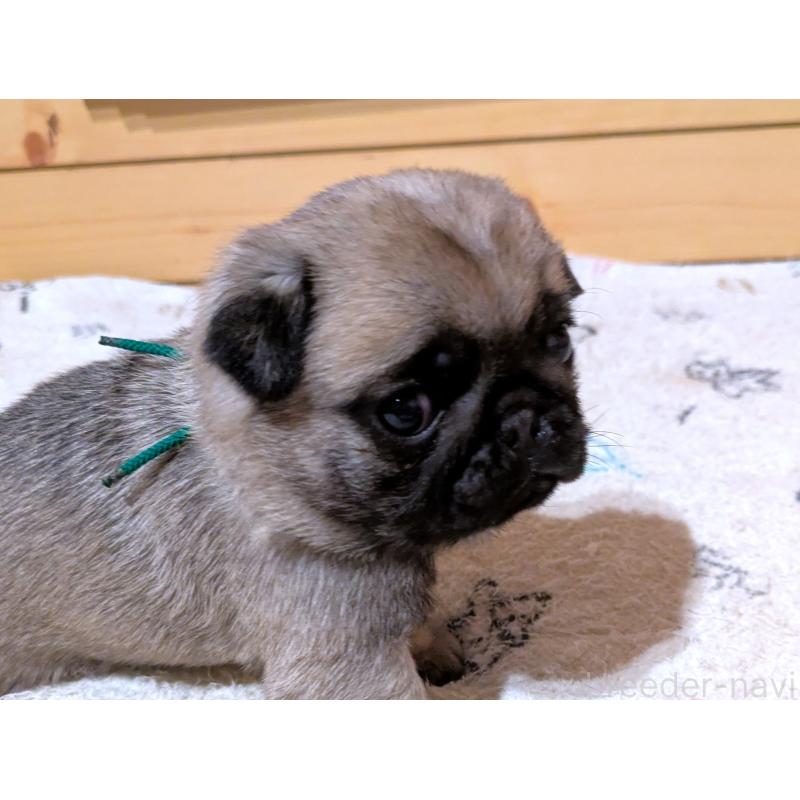 販売中の茨城県のパグ-447138の3枚目