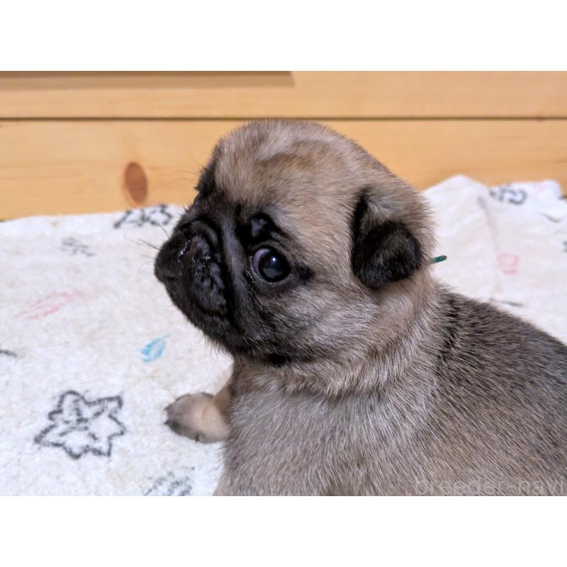 販売中の茨城県のパグ-447138の2枚目
