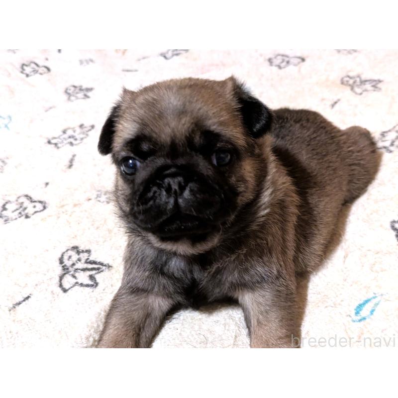 販売中の茨城県のパグ-447139の5枚目