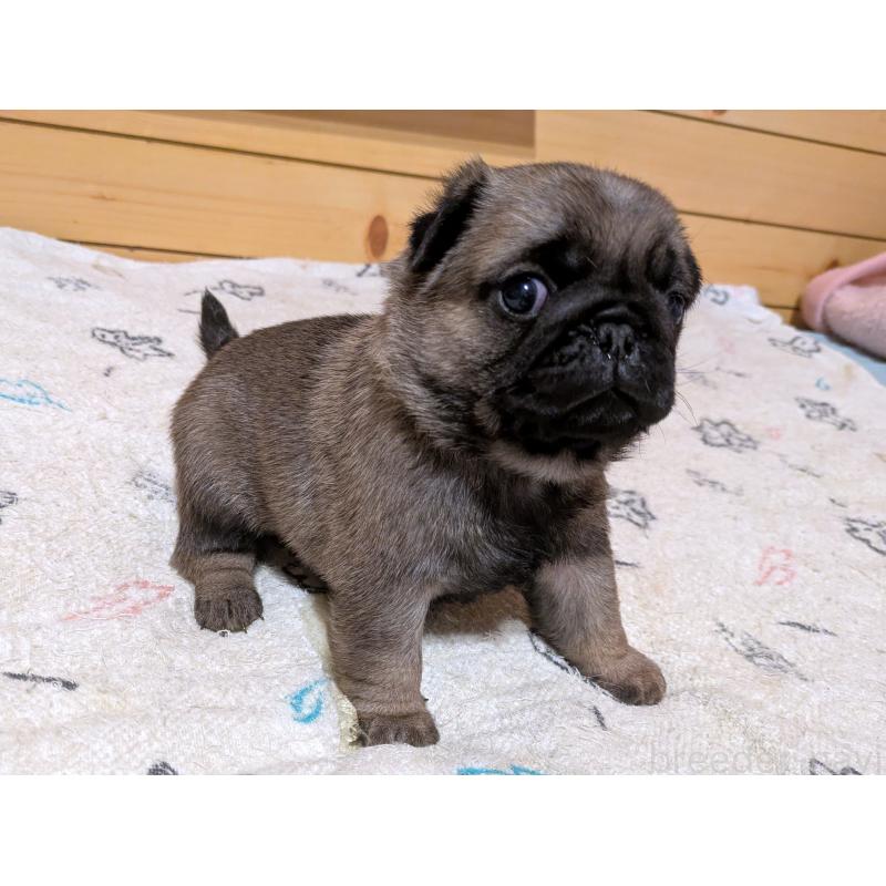 販売中の茨城県のパグ-447139の4枚目