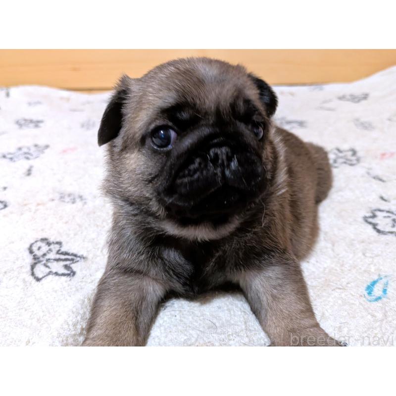 販売中の茨城県のパグ-447139の3枚目