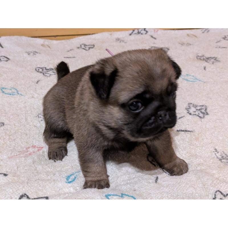 販売中の茨城県のパグ-447139の2枚目