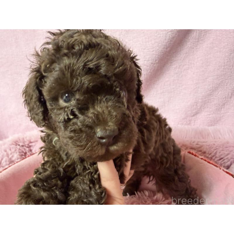 販売中の長野県のトイプードル-443423