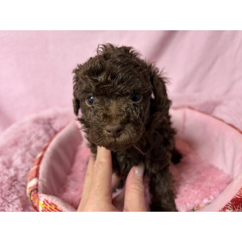 販売中の長野県のトイプードル-443422