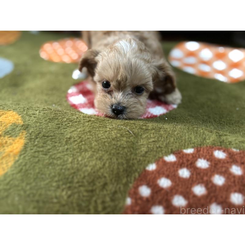 販売中の福岡県のマルプー:マルチーズ×トイプードル-447140の3枚目