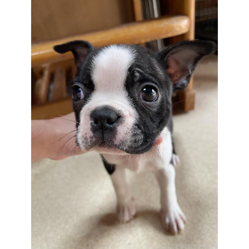 販売中の静岡県のボストンテリア-447347の2枚目