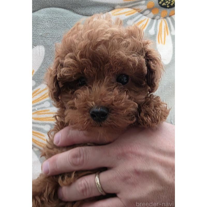 販売中の北海道のトイプードル-447348の5枚目