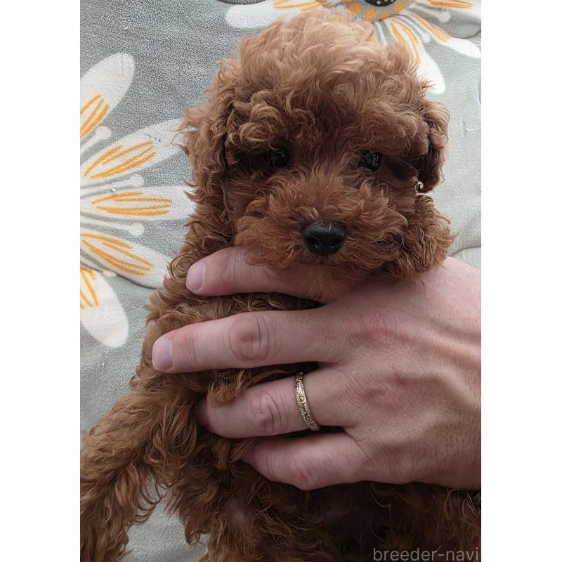 販売中の北海道のトイプードル-447348の4枚目