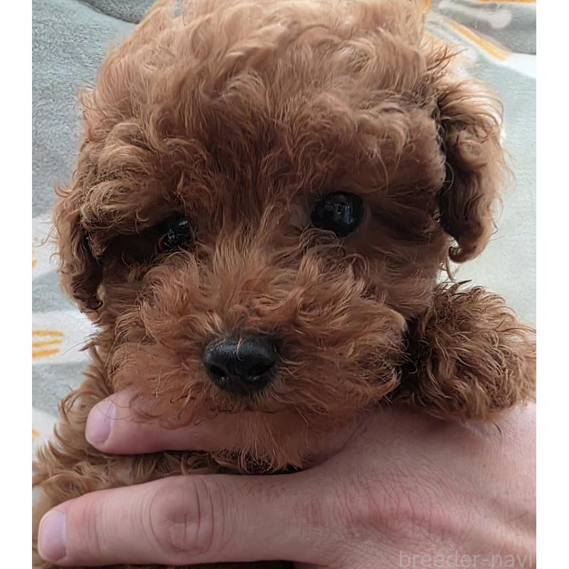 販売中の北海道のトイプードル-447348の3枚目