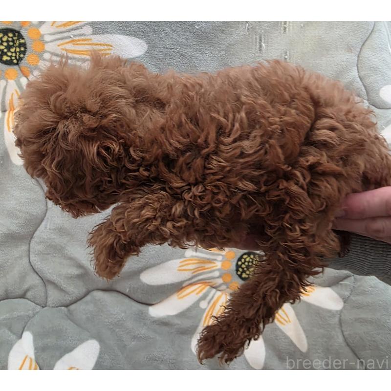 販売中の北海道のトイプードル-447348の2枚目