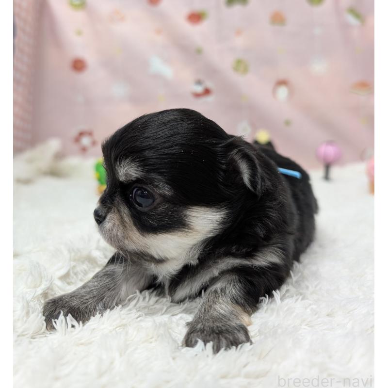 販売中の岐阜県のチワワ(ロングコート)-447351の4枚目