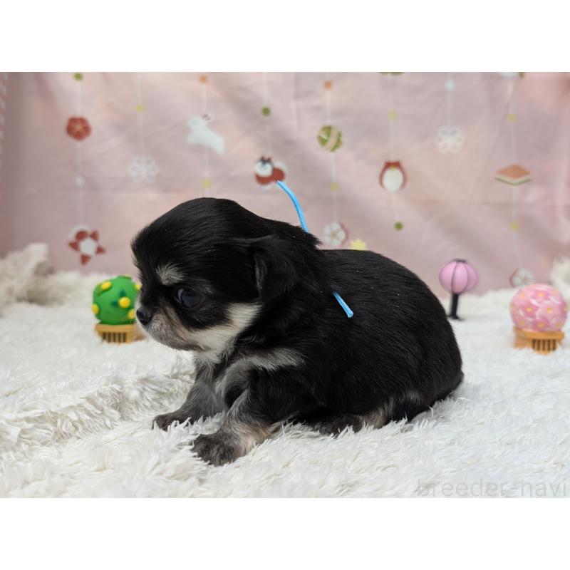 販売中の岐阜県のチワワ(ロングコート)-447351の2枚目